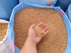 المغرب يمدد دعم واردات القمح اللين لضمان استقرار السوق المغربية المغرب يمدد دعم واردات القمح اللين لضمان استقرار السوق المغربية