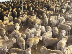 التحديات التي تواجه قطاع الماشية في المغرب: دعوة للتدخل الحكومي العاجل التحديات التي تواجه قطاع الماشية في المغرب: دعوة للتدخل الحكومي العاجل