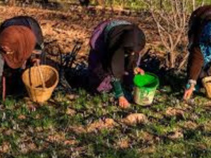 التأثير المخفي للنساء الريفيات في المغرب: دورهن المحوري في الزراعة التأثير المخفي للنساء الريفيات في المغرب: دورهن المحوري في الزراعة