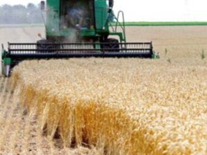 موسم فلاحي واعد: محصول الحبوب يرتفع بنسبة 41% ونمو القطاع يصل إلى 5.1% موسم فلاحي واعد: محصول الحبوب يرتفع بنسبة 41% ونمو القطاع يصل إلى 5.1%