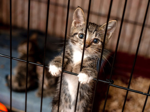 كريم زهير: ابتكار مغربي لإنقاذ الحيوانات الأليفة بتطبيق ذكي كريم زهير: ابتكار مغربي لإنقاذ الحيوانات الأليفة بتطبيق ذكي