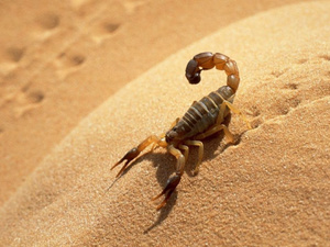 مديرية الصحة بدرعة تافيلالت تعزز الاستعدادات لمواجهة خطر لسعات العقارب والأفاعي مديرية الصحة بدرعة تافيلالت تعزز الاستعدادات لمواجهة خطر لسعات العقارب والأفاعي