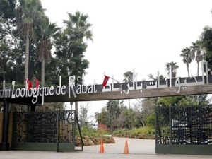 2025 تشهد انتعاشاً بيولوجياً : 80 ولادة جديدة في حديقة الحيوانات الوطنية 2025 تشهد انتعاشاً بيولوجياً : 80 ولادة جديدة في حديقة الحيوانات الوطنية