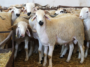 التهافت على اللحوم في المغرب: بين قرار حكيم وسلوكيات رهينة العادة التهافت على اللحوم في المغرب: بين قرار حكيم وسلوكيات رهينة العادة