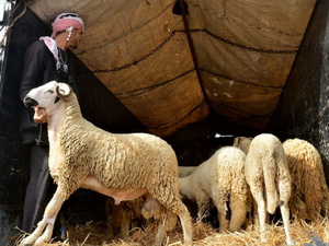 رغم منع الشعيرة.. كثافة الطلب على اللحوم الحمراء تُشعل الأسواق المغربية رغم منع الشعيرة.. كثافة الطلب على اللحوم الحمراء تُشعل الأسواق المغربية