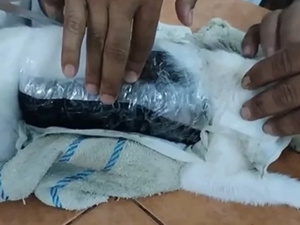 محاولة تهريب المخدرات عبر قطة في كوستاريكا: مشهد أشبه بأفلام الجريمة