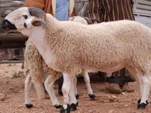 "أونسا" تطلق صفقة بملايين الدراهم استعدادًا لعيد الأضحى 2026 "أونسا" تطلق صفقة بملايين الدراهم استعدادًا لعيد الأضحى 2026