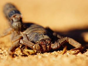 موجة حرارة وصمت قاتل: سكان إقليم الرحامنة بين خطر لسعات العقارب وضعف البنية الصحية موجة حرارة وصمت قاتل: سكان إقليم الرحامنة بين خطر لسعات العقارب وضعف البنية الصحية