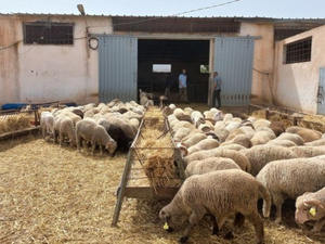 لمواجهة نقص اللحوم.. المغرب يستورد 328 ألف رأس من الماشية في 2025 لمواجهة نقص اللحوم.. المغرب يستورد 328 ألف رأس من الماشية في 2025