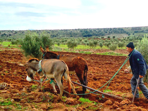 البواري : الفلاحة المغربية تتعافى.. ونتوقع نمواً بـ5.1% هذا الموسم البواري : الفلاحة المغربية تتعافى.. ونتوقع نمواً بـ5.1% هذا الموسم