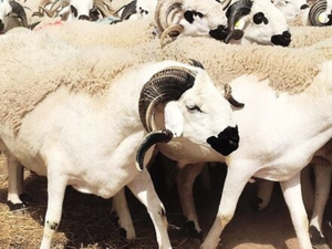 الحكومة تطلق برنامجاً جديداً لدعم مربي الماشية وإعادة تشكيل القطيع الوطني الحكومة تطلق برنامجاً جديداً لدعم مربي الماشية وإعادة تشكيل القطيع الوطني