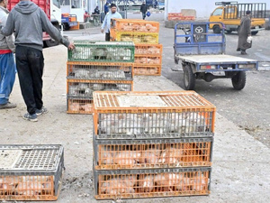 أسعار الدجاج في المغرب: استقرار رغم تراجع الطلب بعد عيد الأضحى أسعار الدجاج في المغرب: استقرار رغم تراجع الطلب بعد عيد الأضحى