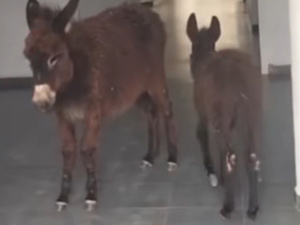 جدل واسع حول حادثة المركز الصحي بأولماس: وزارة الصحة تتخذ إجراءات صارمة جدل واسع حول حادثة المركز الصحي بأولماس: وزارة الصحة تتخذ إجراءات صارمة