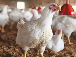 أسعار الدجاج تتراجع.. والغلاء ما زال مستمرًا أسعار الدجاج تتراجع.. والغلاء ما زال مستمرًا