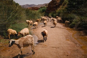 الدولة تشدد القواعد لإنعاش قطاع تربية الماشية في المغرب الدولة تشدد القواعد لإنعاش قطاع تربية الماشية في المغرب
