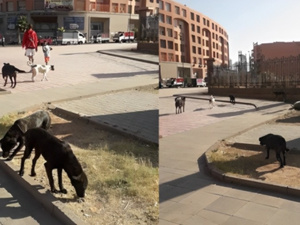 انتشار الكلاب الضالة في باب دكالة: معاناة السكان وغياب الحلول انتشار الكلاب الضالة في باب دكالة: معاناة السكان وغياب الحلول