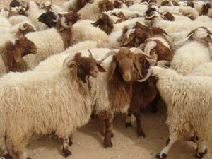 الماشية في قلب السياسات العمومية : الدولة تعبّئ 700 مليون درهم لإنقاذ القطيع الوطني الماشية في قلب السياسات العمومية : الدولة تعبّئ 700 مليون درهم لإنقاذ القطيع الوطني