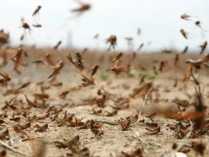 المغرب يُفعّل خطة استباقية شاملة لمواجهة خطر الجراد الصحراوي في الجنوب الشرقي المغرب يُفعّل خطة استباقية شاملة لمواجهة خطر الجراد الصحراوي في الجنوب الشرقي