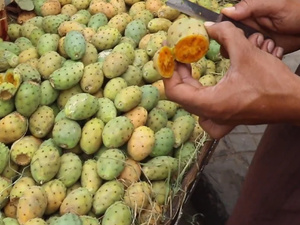 من فاكهة تعكس سخاء الأرض إلى سلعة ترف : غلاء "الهندية" يكشف أزمات السياسة الفلاحية في المغرب من فاكهة تعكس سخاء الأرض إلى سلعة ترف : غلاء "الهندية" يكشف أزمات السياسة الفلاحية في المغرب