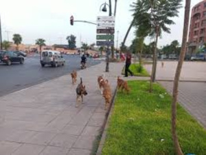 ظاهرة الكلاب الضالة في مراكش: تحديات ومخاطر ظاهرة الكلاب الضالة في مراكش: تحديات ومخاطر