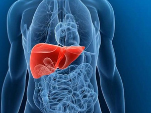 تقنية ثورية تعزز تجديد الكبد بالخلايا الجذعية وتفتح آفاقاً جديدة لعلاج أمراض الكبد تقنية ثورية تعزز تجديد الكبد بالخلايا الجذعية وتفتح آفاقاً جديدة لعلاج أمراض الكبد