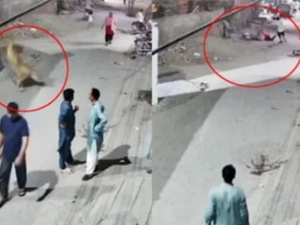 حادثة أسد هارب في لاهور تُشعل الجدل حول تربية الحيوانات المفترسة في المناطق السكنية