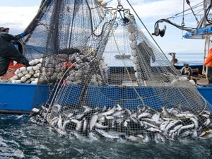 المغرب يرسخ ريادته في تصدير "كابايلا" بإفريقيا بقيمة تجاوزت 41 مليون يورو المغرب يرسخ ريادته في تصدير "كابايلا" بإفريقيا بقيمة تجاوزت 41 مليون يورو