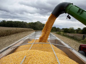 المغرب يضاعف وارداته من القمح الروسي خلال موسم 2024/2025 المغرب يضاعف وارداته من القمح الروسي خلال موسم 2024/2025