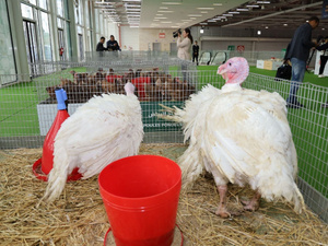 أعراس الصيف تلهب أسعار الدجاج وسط شكاوى من تراجع القدرة الشرائية أعراس الصيف تلهب أسعار الدجاج وسط شكاوى من تراجع القدرة الشرائية