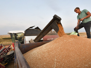 المغرب يتراجع إلى المرتبة الخامسة في قائمة مستوردي القمح الروسي المغرب يتراجع إلى المرتبة الخامسة في قائمة مستوردي القمح الروسي