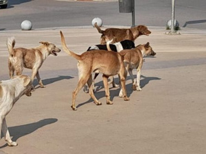 انتشار الكلاب الضالة في قلعة السراغنة: خطر صحي وبيئي يهدد الساكنة انتشار الكلاب الضالة في قلعة السراغنة: خطر صحي وبيئي يهدد الساكنة