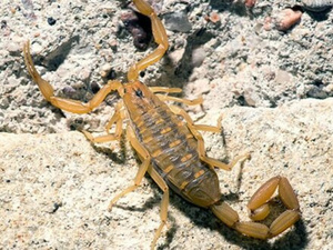 وفاة رضيع بلدغة عقرب تسلط الضوء على هشاشة البنية الصحية في المناطق القروية بورزازات وفاة رضيع بلدغة عقرب تسلط الضوء على هشاشة البنية الصحية في المناطق القروية بورزازات