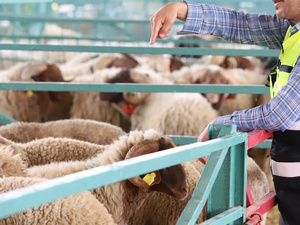 مرض اللسان الأزرق يهدد قطعان الأغنام في إقليم العرائش مرض اللسان الأزرق يهدد قطعان الأغنام في إقليم العرائش