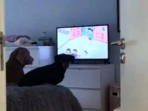 الكلاب وسلوكها أمام التلفزيون: دراسة جديدة تكشف أسرار التفاعل مع الشاشة الكلاب وسلوكها أمام التلفزيون: دراسة جديدة تكشف أسرار التفاعل مع الشاشة