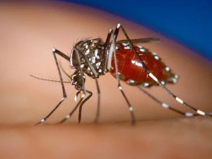 فيروس شيكونغونيا: المغرب في مأمن رغم التغيرات المناخية العالمية فيروس شيكونغونيا: المغرب في مأمن رغم التغيرات المناخية العالمية