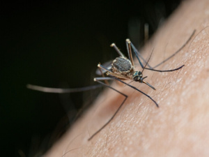 ارتفاع حالات الإصابة بحمى شيكونغونيا في مقاطعة قوانغدونغ الصينية ارتفاع حالات الإصابة بحمى شيكونغونيا في مقاطعة قوانغدونغ الصينية