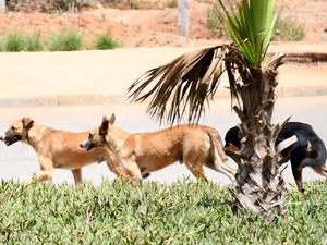 الأطباء البيطريون يعبرون عن استيائهم من "هامش الربح القليل" في إجراءات تعقيم الحيوانات الضالة الأطباء البيطريون يعبرون عن استيائهم من "هامش الربح القليل" في إجراءات تعقيم الحيوانات الضالة