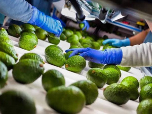 التقلبات المناخية تهدد إنتاج الأفوكادو في المغرب بتراجع حاد التقلبات المناخية تهدد إنتاج الأفوكادو في المغرب بتراجع حاد