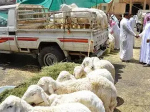 تسجيل ارتفاع في أعداد رؤوس الماشية على الصعيد الوطني