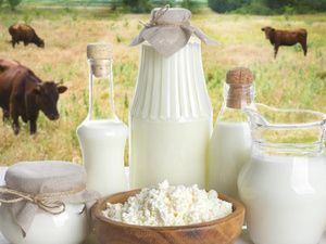 تراجع أعداد الأبقار يهدد سوق الحليب بالمغرب ويثير مخاوف ارتفاع الأسعار تراجع أعداد الأبقار يهدد سوق الحليب بالمغرب ويثير مخاوف ارتفاع الأسعار