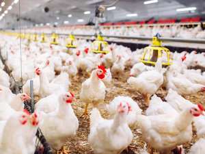 حرارة الصيف ترفع أسعار الدجاج.. والمهنيون ينتظرون فرج أكتوبر حرارة الصيف ترفع أسعار الدجاج.. والمهنيون ينتظرون فرج أكتوبر