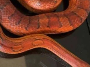 ثعبان يثير الرعب في عيد ميلاد طفلة بريطانية ثعبان يثير الرعب في عيد ميلاد طفلة بريطانية