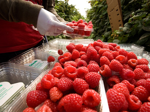 المغرب يحقق صادرات قياسية للتوت العليق ويصل بـها إلى 26 سوقًا دوليًا المغرب يحقق صادرات قياسية للتوت العليق ويصل بـها إلى 26 سوقًا دوليًا