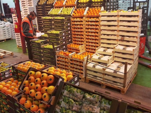 المغرب يعزز ريادته في السوق الإسبانية بصادرات فلاحية تقارب 900 مليون يورو المغرب يعزز ريادته في السوق الإسبانية بصادرات فلاحية تقارب 900 مليون يورو