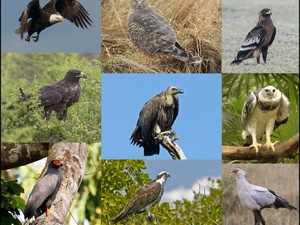 المغرب يطلق أول إستراتيجية وطنية لحماية الطيور الجارحة وتعزيز التنوع البيولوجي المغرب يطلق أول إستراتيجية وطنية لحماية الطيور الجارحة وتعزيز التنوع البيولوجي