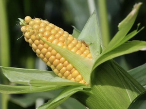 المغرب يحقق رقماً قياسياً في صادرات الذرة بعائدات تصل الى 20 مليون دولار المغرب يحقق رقماً قياسياً في صادرات الذرة بعائدات تصل الى 20 مليون دولار