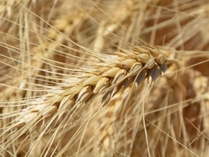 علماء أمريكيون يطورون قمحاً ينتج سماداً طبيعياً ويحد من التلوث البيئي علماء أمريكيون يطورون قمحاً ينتج سماداً طبيعياً ويحد من التلوث البيئي