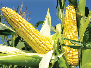 صادرات الذرة الحلوة المغربية تتجاوز 21 ألف طن وتحصد أكثر من 20 مليون دولار صادرات الذرة الحلوة المغربية تتجاوز 21 ألف طن وتحصد أكثر من 20 مليون دولار