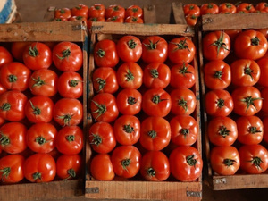 RASFF يطلق إنذارا عاجلا لشحنة طماطم كرزية مغربية بعد رصد تلوث بمعدن غير محدد