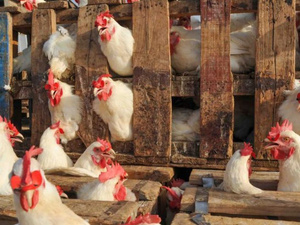 إجراء احترازي: تعليق استيراد الدواجن والبيض البرتغالي و السبب انفلونزا الطيور إجراء احترازي: تعليق استيراد الدواجن والبيض البرتغالي و السبب انفلونزا الطيور